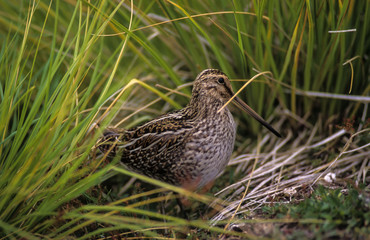 Bécassine des marais,.Gallinago gallinago, Common Snipe