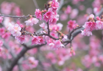 沖縄に咲く紅いヒカンザクラ、桜、寒緋桜