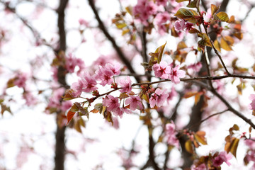 Obraz premium Sakura. Apricot blossom.
