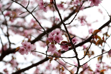 Sakura. Apricot blossom.