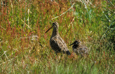 Bécassine des marais,.Gallinago gallinago, Common Snipe