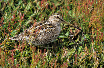 Bécassine des marais,.Gallinago gallinago, Common Snipe