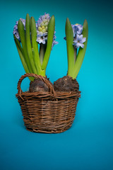 Flowers blue hyacinths in basket. Easter and spring concept. Blue backgroun