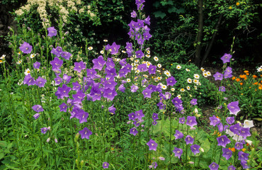 Campanule à fleurs laiteuses, Campanula lactiflora