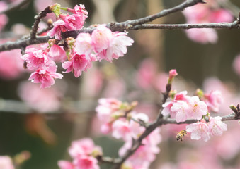 沖縄に咲く紅いヒカンザクラ、桜、寒緋桜