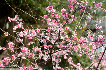 沖縄に咲く紅いヒカンザクラ、桜、寒緋桜