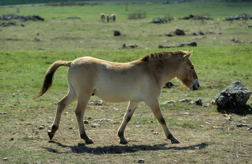 Naklejka na ściany i meble Cheval de Przewalski, Equus przewalski, Causse Méjean , Parc naturel régional des grands causses , 48