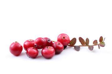 Cranberries and leaves
