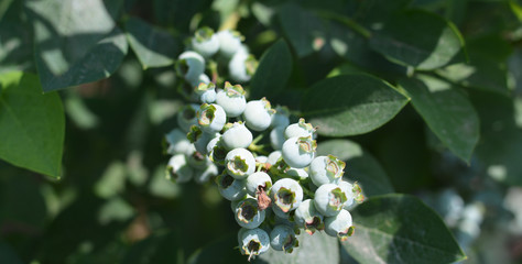 mirtilli maturano al sole