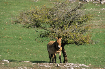 Fototapeta na wymiar Cheval de Przewalski, Equus przewalski, Causse Méjean , Parc naturel régional des grands causses , 48
