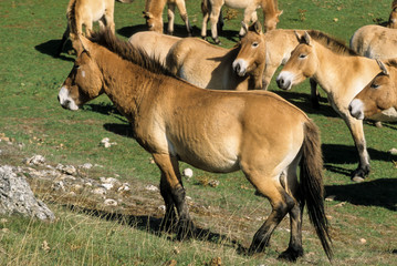 Cheval de Przewalski, Equus przewalski,  Causse Méjean , Parc naturel régional des grands causses , 48