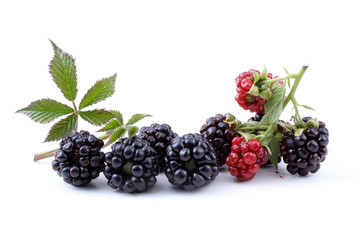 Blackberries and leaf