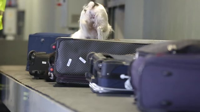 A Trained Dog Sniffs Suitcases To Detect Illegal Substances, Drugs And Explosives. Dog With Border Guards Detect Of Drugs And Other Prohibited Items In Bags On A Conveyor Belt At The Airport. Closeup.