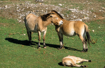 Cheval de Przewalski, Equus przewalski,  Causse Méjean , Parc naturel régional des grands causses...