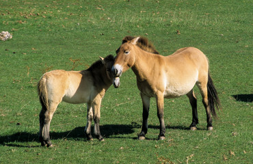 Naklejka na ściany i meble Cheval de Przewalski, Equus przewalski, Causse Méjean , Parc naturel régional des grands causses , 48