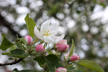 Apple flower and buds