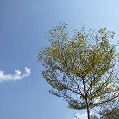 tree on blue sky