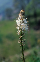 Asphodèle blanc, Asphodelus albus