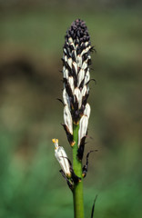 Asphodèle blanc, Asphodelus albus