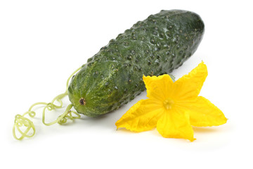 Cucumber, flower and tendril