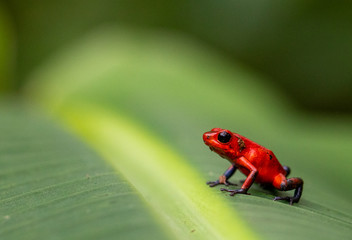Strawberry Poison Dart Frog