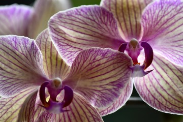 Fototapeta na wymiar pink striped orchids close up lovely nature background 