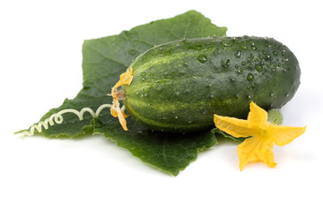 Cucumber, leaf, tendril and flower