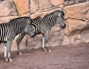 two zebras standing against a brick wall 