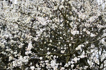 beautiful white spring blossom background landscape 