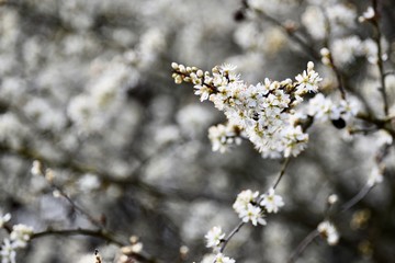 beautiful white spring blossom background landscape 