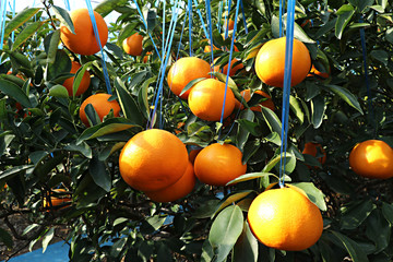 한국 제주산 천혜향