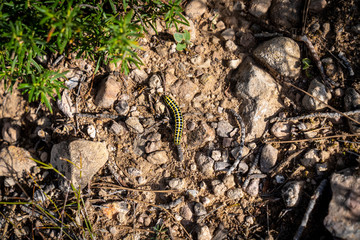 Caterpillar on the ground between earth and stones.