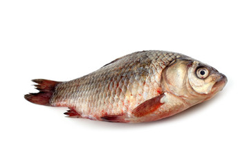 Crucian carp