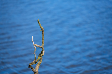 along a river there  are old trees and fence posts with green plants