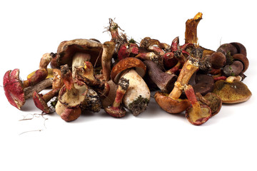 Different boletus mushrooms