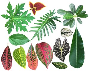 Collection of Different exotic houseplants leaves.