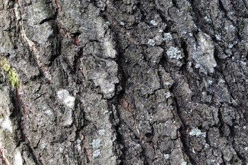 Old tree bark, texture, background. Bark of birch.