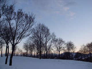 夕暮れの雪山の木立
