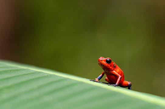 Strawberry Poison Dart Frog