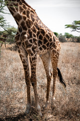 Headless Giraffe