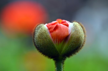 Aufgehende Mohnblüte