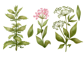 Watercolor set with wild meadow herbs and flowers. Botanical illustration with medicinal plants. Common soapwort, nettles, ground elder. 