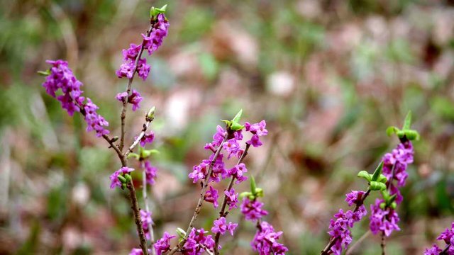 Na przedwiośniu w podmokłych dolinach strumieni zakwita Wawrzynek wilczełyko (Daphne mezereum L.) o aromatycznym zapachu.
