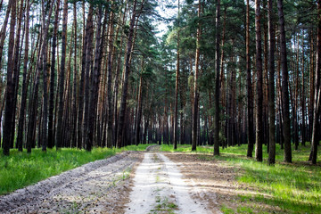 The pine forest  with a road in the spring. Green forest road. Natural environment.  Nature  environment, branches and trees. Travel in nature by walking.