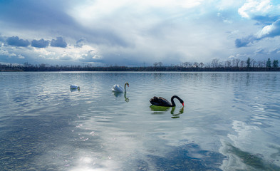 der schwarze Schwan; the black swan, schwarzer Schwan und weißer Schwan gemeinsam