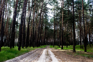The pine forest  with a road in the spring. Green forest road. Natural environment.  Nature  environment, branches and trees. Travel in nature by walking.