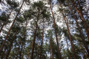 Fototapeta premium Tall dry pine trees against the blue sky. Beautiful coniferous trees against the blue sky. The tops of tall trees in a pine forest. The tops of tall trees in a pine forest. Blue sky over pines.