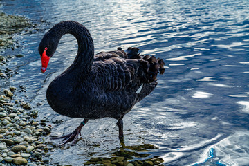 Naklejka premium der schwarze Schwan kommt an Land; the black swan conquers the land of economy