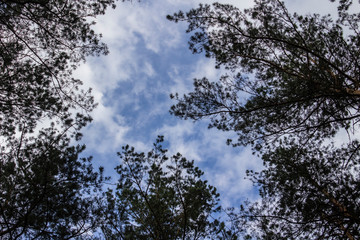 Tall dry pine trees against the blue sky. Beautiful coniferous trees against the blue sky. The tops of tall trees in a pine forest. The tops of tall trees in a pine forest. Blue sky over pines.