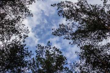 Tall dry pine trees against the blue sky. Beautiful coniferous trees against the blue sky. The tops...